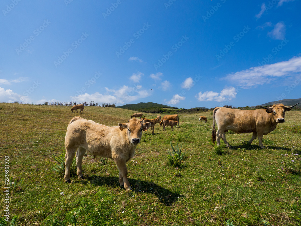 Fototapeta premium Corsican Cows