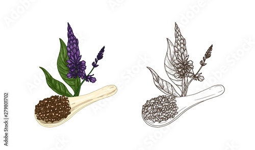Bundle of colorful and monochrome drawings of Salvia hispanica plant and scoop of chia seeds. Organic superfood product and cultivated crop hand drawn on white background. Natural vector illustration.