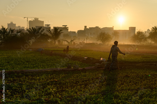 An unidentified farmer walking in a vegetable farm in Bahrain