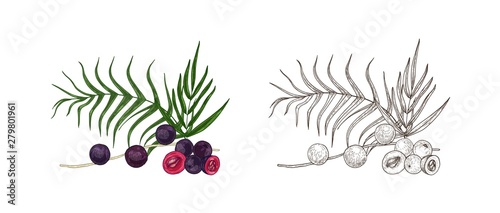 Set of colorful and monochrome drawings of acai berries and palm leaves