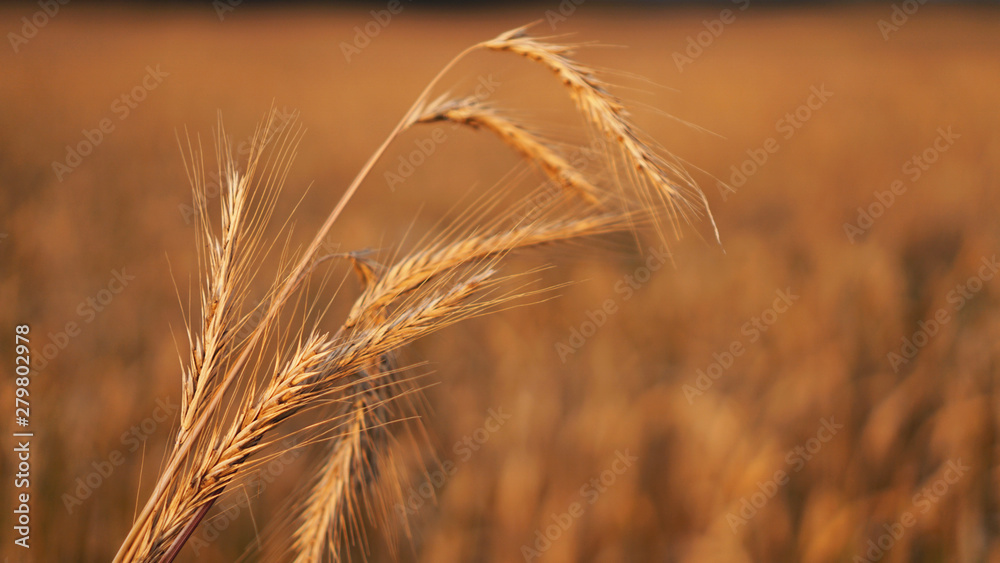 Wheat field. Ears of golden wheat close up. Beautiful Nature Sunset Landscape. Background of ripening ears of meadow wheat field. Rich harvest Concept Wheat field. Ears of golden wheat close up. Beautiful Nature Sunset Landscape. Background of ripening ears of meadow wheat field. Rich harvest Concept