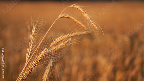 Wheat field. Ears of golden wheat close up. Beautiful Nature Sunset Landscape. Background of ripening ears of meadow wheat field. Rich harvest Concept