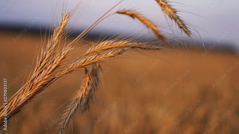 Wheat field. Ears of golden wheat close up. Beautiful Nature Sunset Landscape. Background of ripening ears of meadow wheat field. Rich harvest Concept Wheat field. Ears of golden wheat close up. Beautiful Nature Sunset Landscape. Background of ripening ears of meadow wheat field. Rich harvest Concept