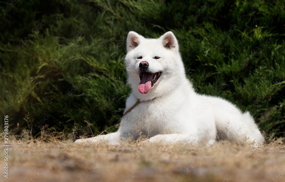 Obraz premium white dog breed japanese akita inu outdoors