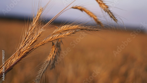 Fototapeta Naklejka Na Ścianę i Meble -  Wheat field. Ears of golden wheat close up. Beautiful Nature Sunset Landscape. Background of ripening ears of meadow wheat field. Rich harvest Concept
