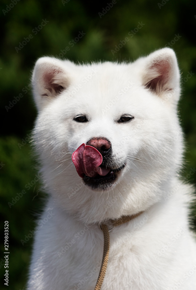 white dog breed japanese akita inu outdoors