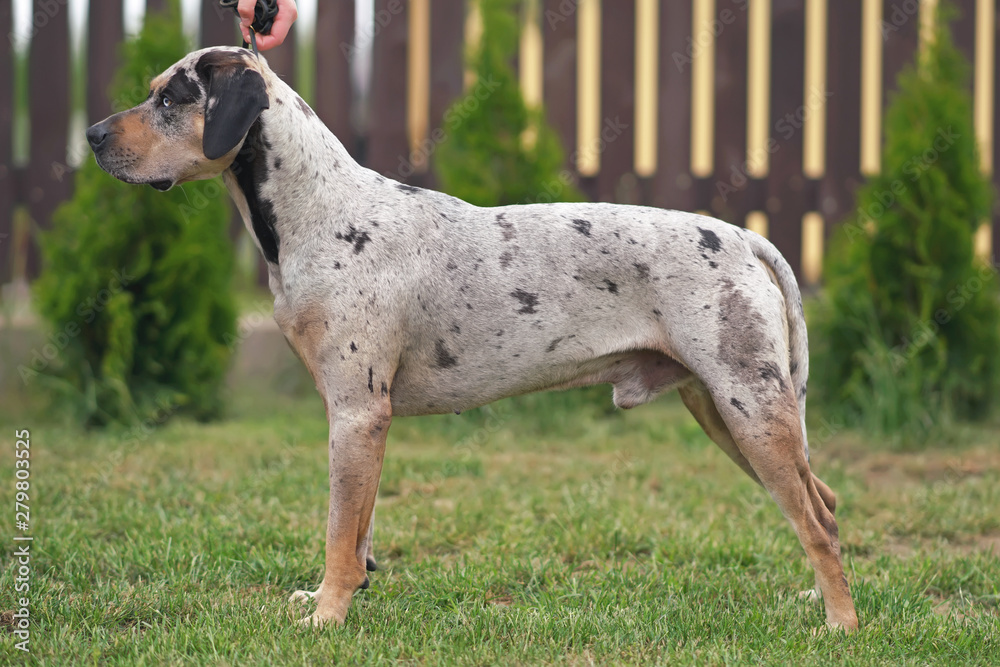 Gray leopard (slate merle) Louisiana Catahoula Leopard dog posing outdoors standing on a green grass near a fence in summer