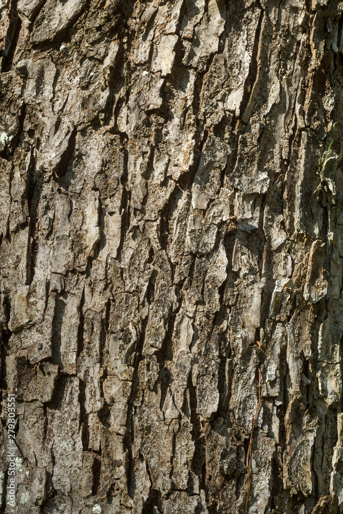 Obraz premium ニレの木の幹