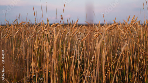 Field of oats in front of a blue sky. Harvest season. Beautiful Nature Landscape.