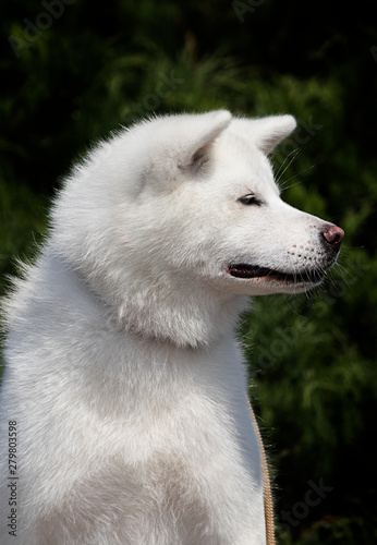 white dog breed japanese akita inu outdoors