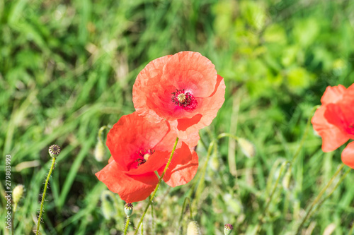 poppy detail with red petals macro