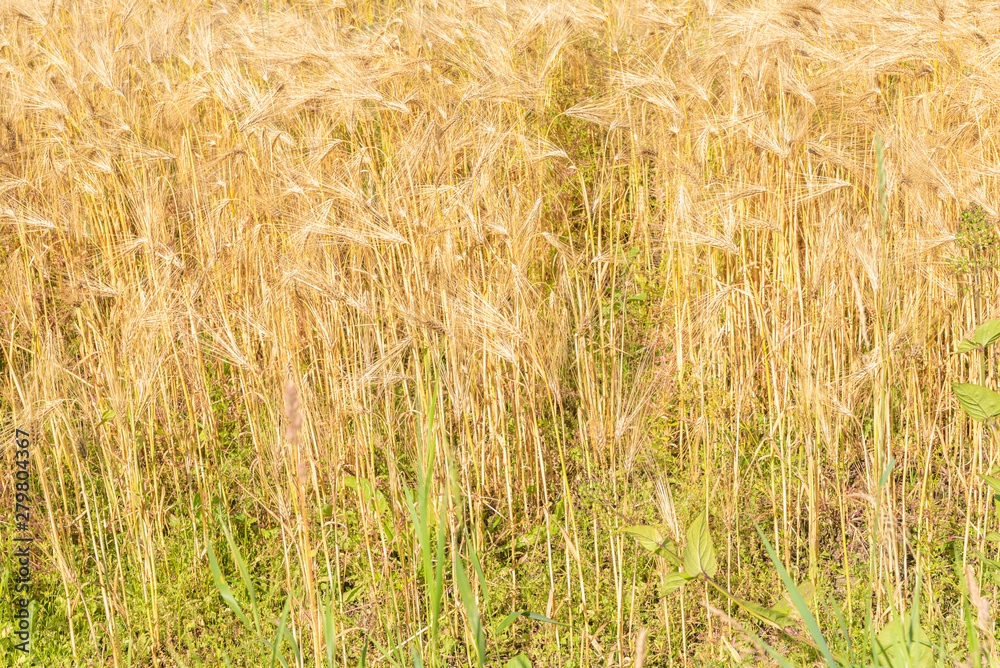 Fototapeta premium golden wheat field