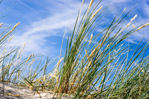 D  nengras   Strandhafer vor blauem Himmel