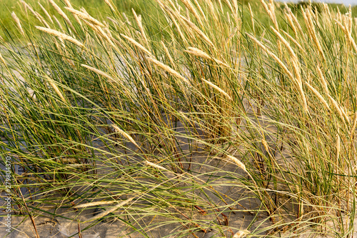 Dünengras / Strandhafer an der Ostsee