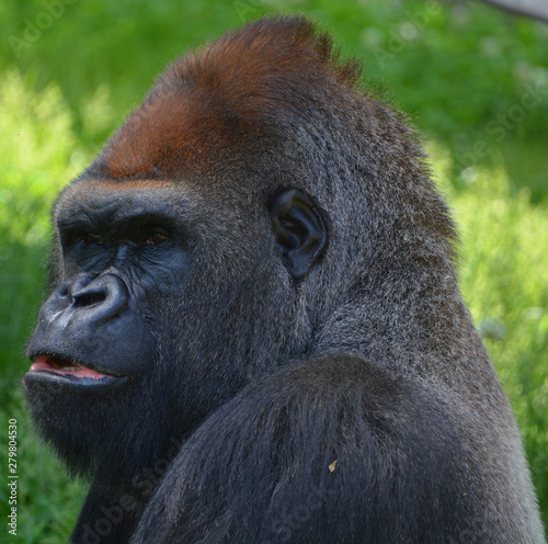 Silver back gorillas are ground-dwelling, predominantly herbivorous apes that inhabit the forests of central Africa. The DNA of gorillas is highly similar to that of humans, from 95–99% photo