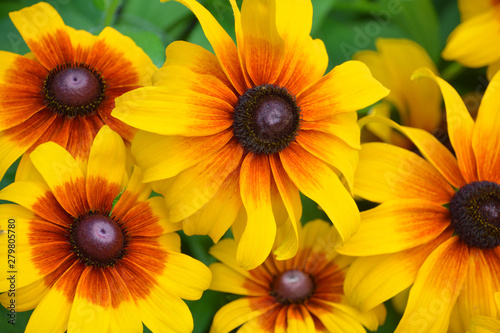 Rudbeckia. The species are commonly called coneflowers and black-eyed-susans; all are native to North America and many species are cultivated in gardens for their showy yellow or gold flower heads.  photo