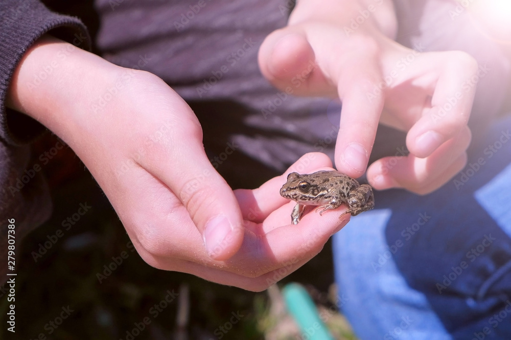 Boy holds in hands catching little frog and touches it back, hands closeup. Boy is walking on the riverbank. He is catching frogs. He is wearing sport suit. Child ourdoor nature exploring.