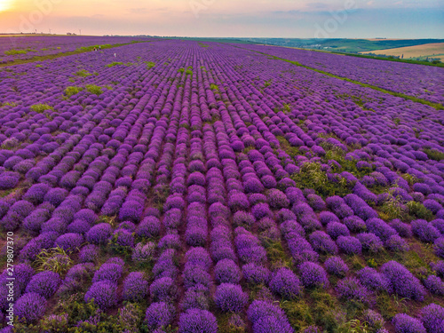 Beautiful image of lavender field Summer sunset landscape. Aerial drone.