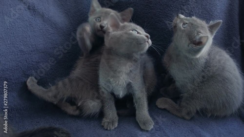 Close-up of a thoroughbred russian blue kittens on a blue background. Recorded on Blackmagic camera in Raw format.