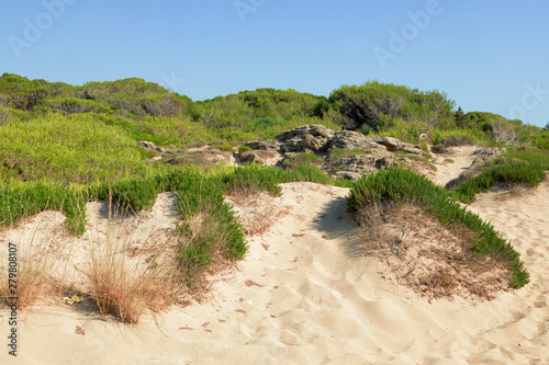 Pineta a ridosso della spiaggia - aSlento