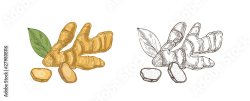 Bundle of colorful and monochrome drawings of raw ginger root