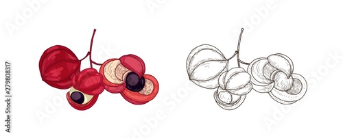 Bundle of colorful and monochrome drawings of guarana fruits. Tropical edible crop, superfood product, dietary supplement hand drawn on white background. Natural realistic vector illustration.