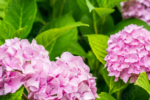 Beautiful pink hydrangea or hortensia flower close up. natural background. summer flowers. copy space.