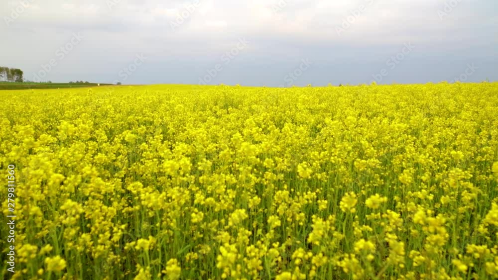 Yellow flowers field in summer time. Yellow flowers field in summer time.