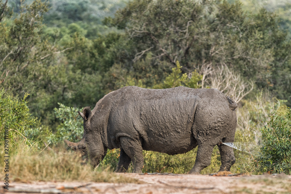 Fototapeta premium White rhino marking its territory