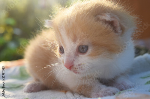 Fluffy Kitten Looks At The World Around © iaroslav_brylov