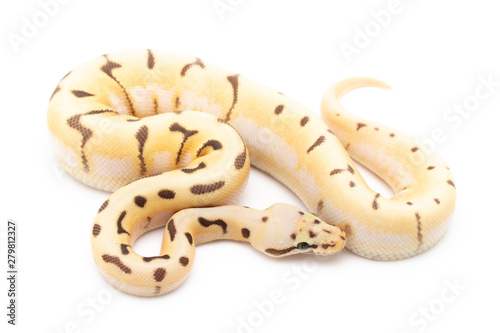 Ball Python Snake Reptile isolated white background © Mike