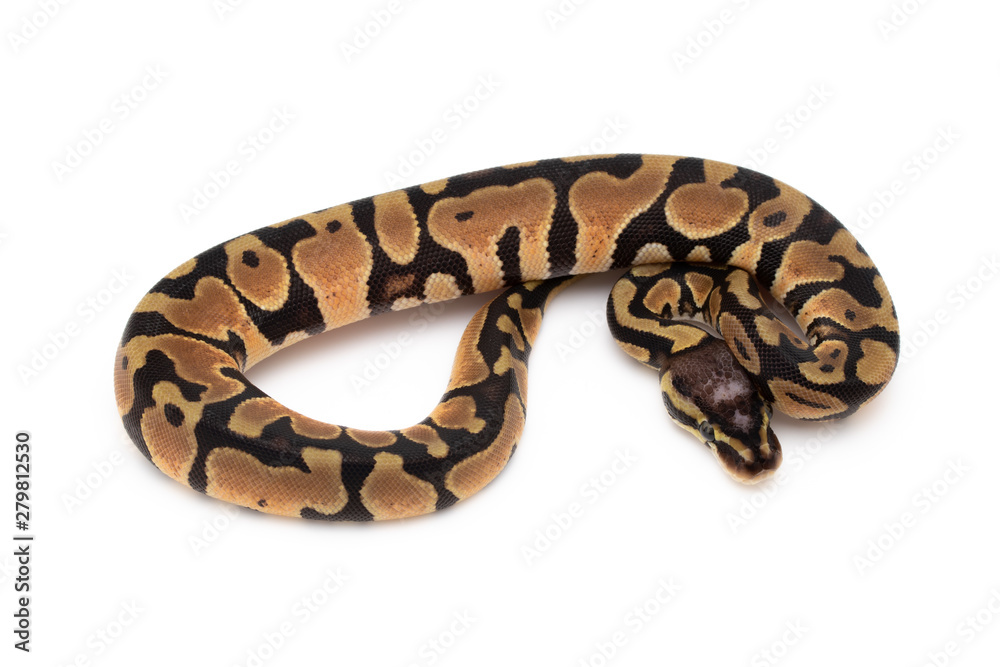 Ball Python Snake Reptile isolated white background Ball Python Snake Reptile isolated white background