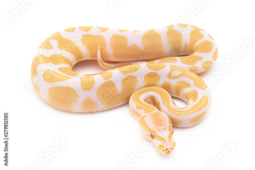 Ball Python Snake Reptile isolated white background