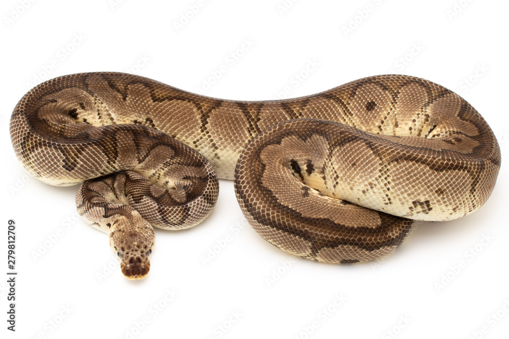 Ball Python Snake Reptile isolated white background Ball Python Snake Reptile isolated white background