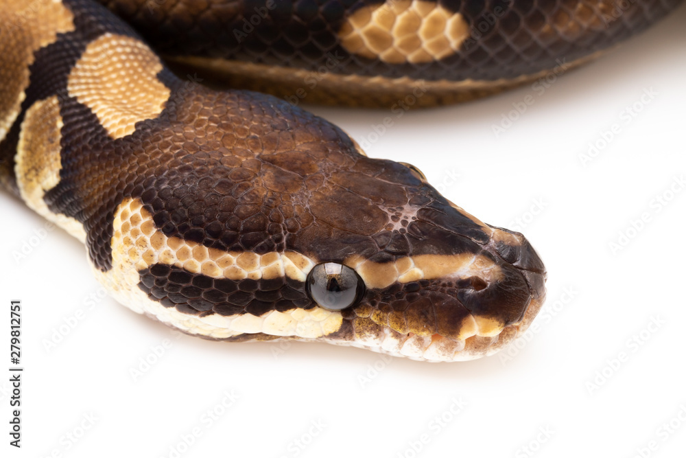 Ball Python Snake Reptile isolated white background Ball Python Snake Reptile isolated white background