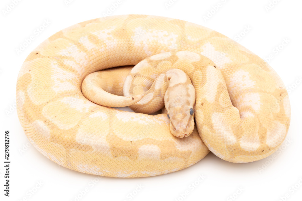Ball Python Snake Reptile isolated white background Ball Python Snake Reptile isolated white background