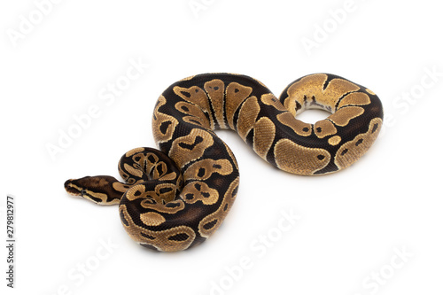 Ball Python Snake Reptile isolated white background