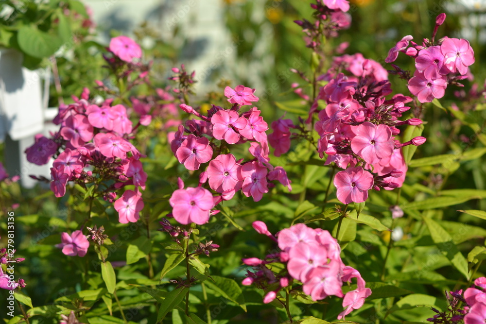 Gorgeous pink phlox on the background of green.