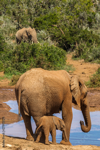 Photography elephants in water