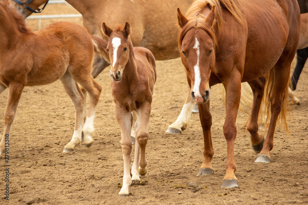 Fototapeta premium Mare and foal