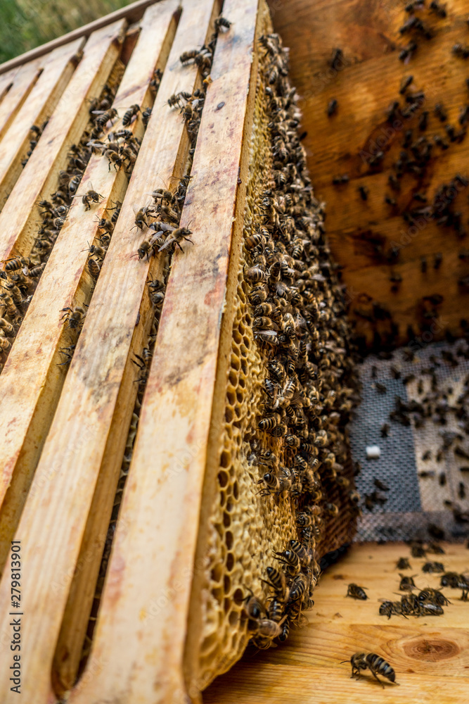 Bienen im Bienenkasten