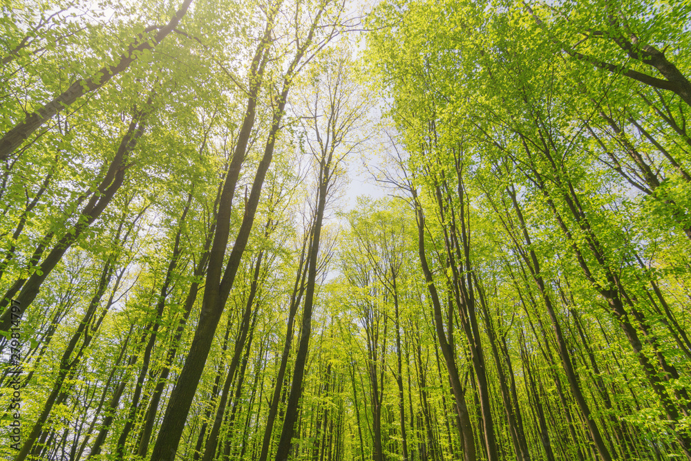Looking up summer sunny beautiful forest. Trees with green Leaves. Bottom view. Looking up summer sunny beautiful forest. Trees with green Leaves. Bottom view.