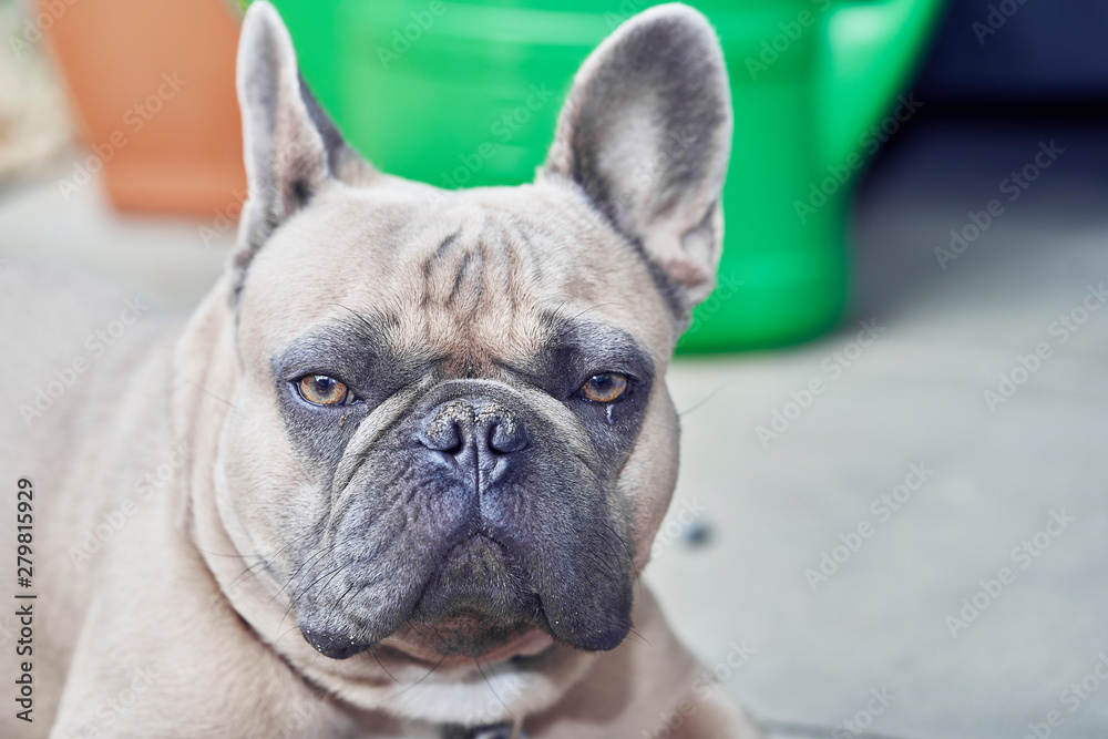 Adorable French Bulldog face