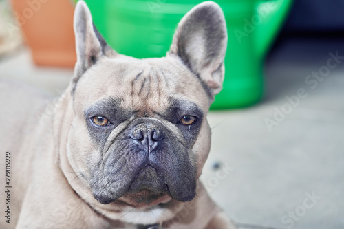 Fototapeta Naklejka Na Ścianę i Meble -  Adorable French Bulldog face