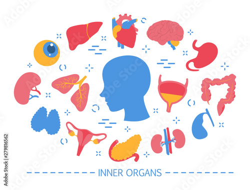 Internal human organ set. Anatomy and biology concept.