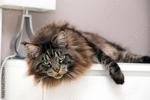 Fotografía Maine Coon cat lies on a white camod and looks away