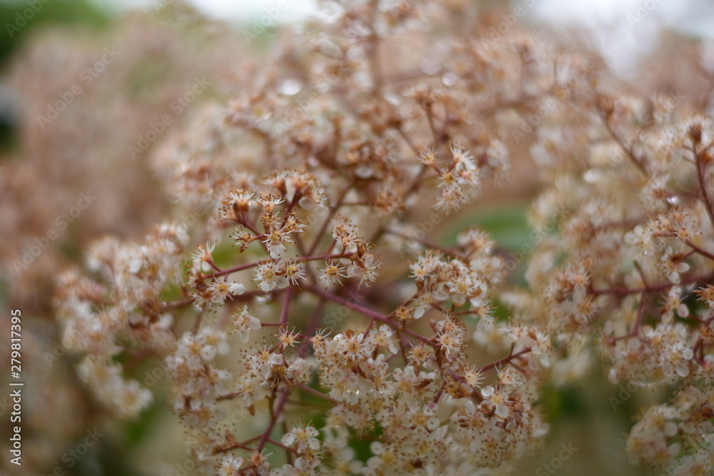 Glanzmispel (Photinia) - verblüht und teilweise blühend Glanzmispel (Photinia) - verblüht und teilweise blühend