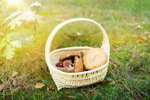 season, nature and leisure concept - wicker basket with brown cap boletus mushrooms in autumn forest