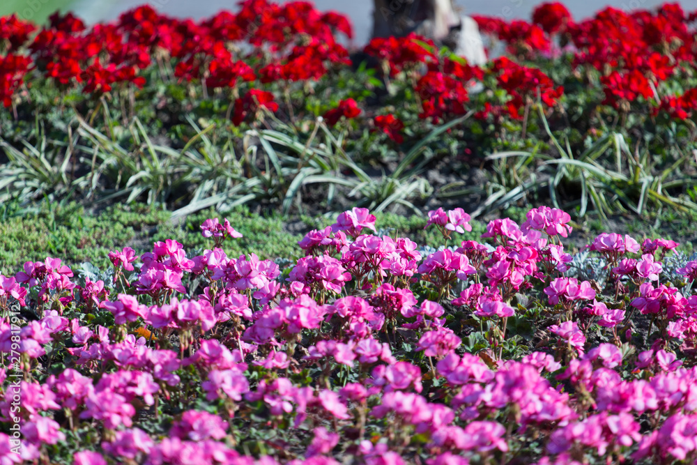 Beautiful flowers in the park