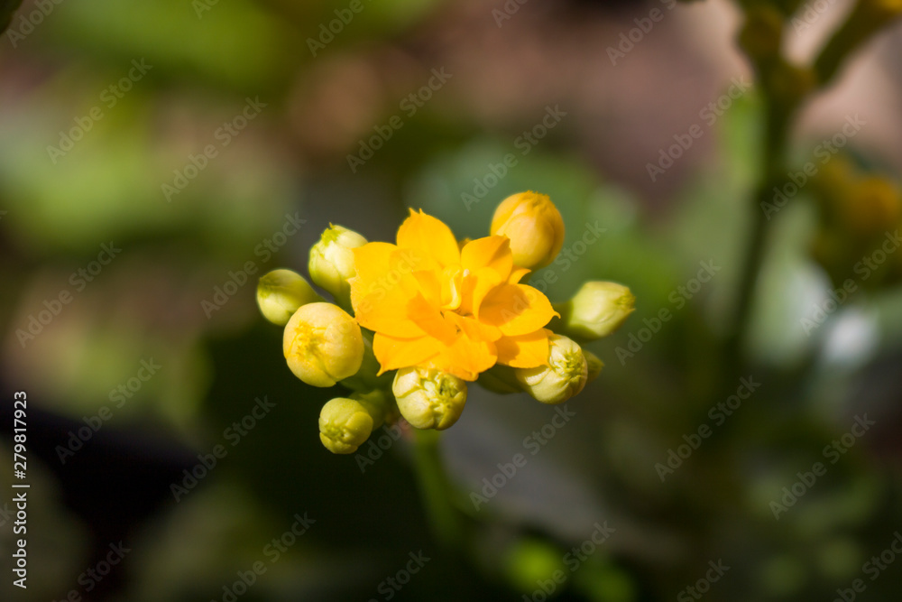 Fototapeta premium Gatos, Pães, Plantas, Colar de Pérolas, Colar de Perolas